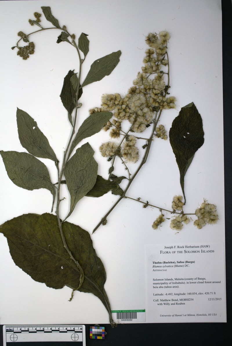 Blumea sylvatica photo 8