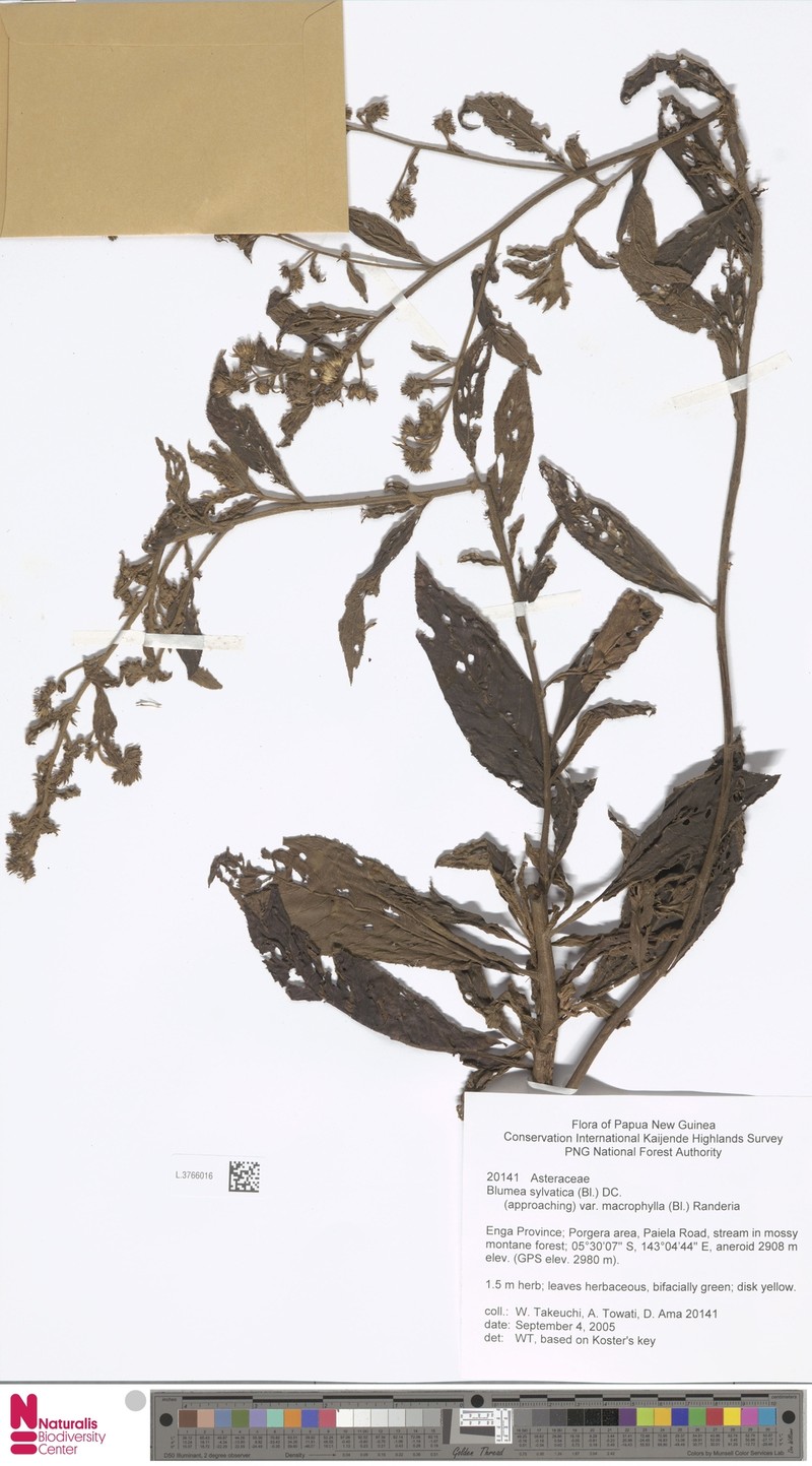 Blumea sylvatica var. macrophylla