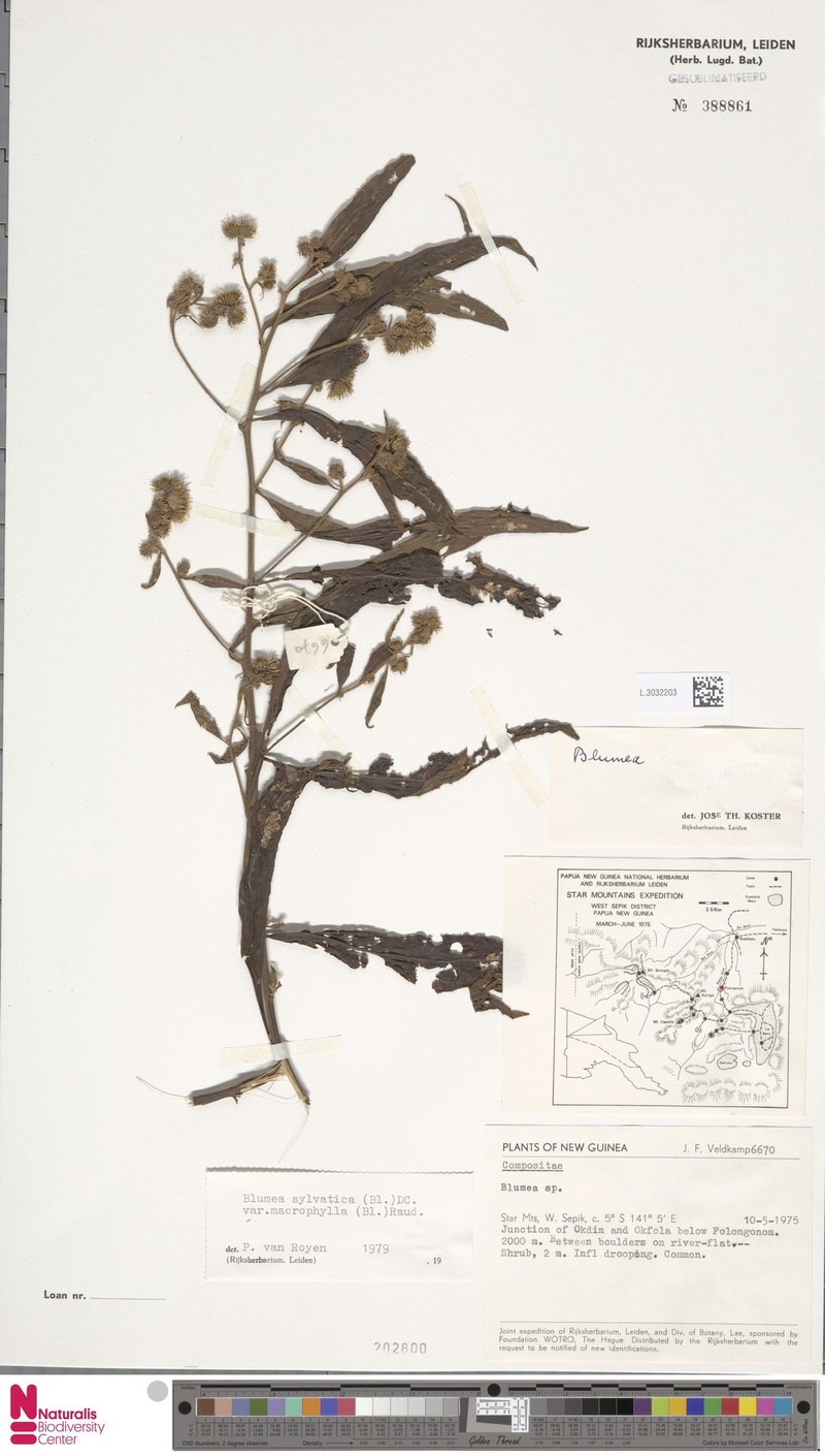 Blumea sylvatica var. macrophylla photo 2