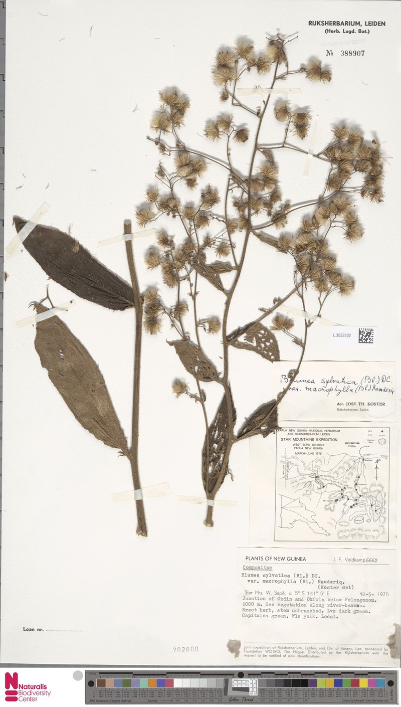 Blumea sylvatica var. macrophylla photo 3