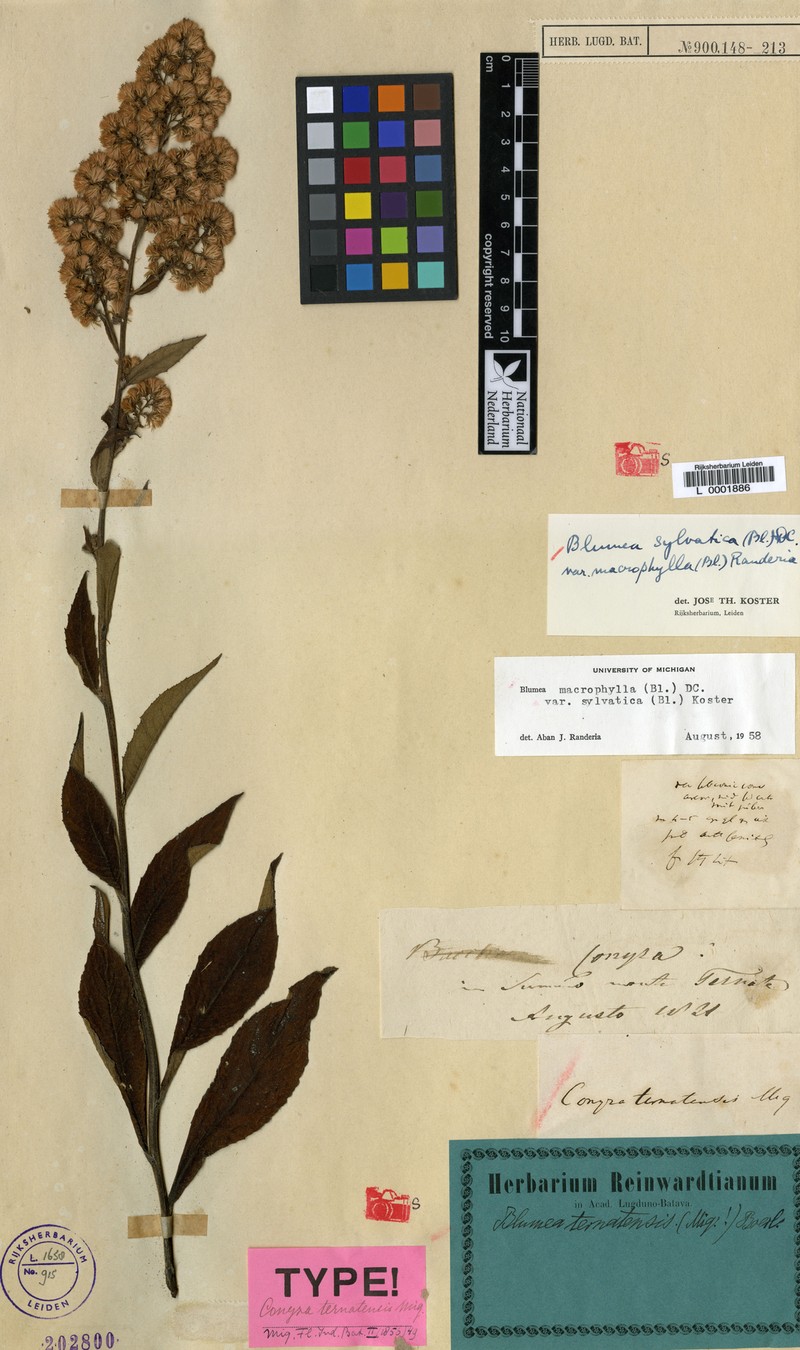 Blumea sylvatica var. macrophylla photo 4