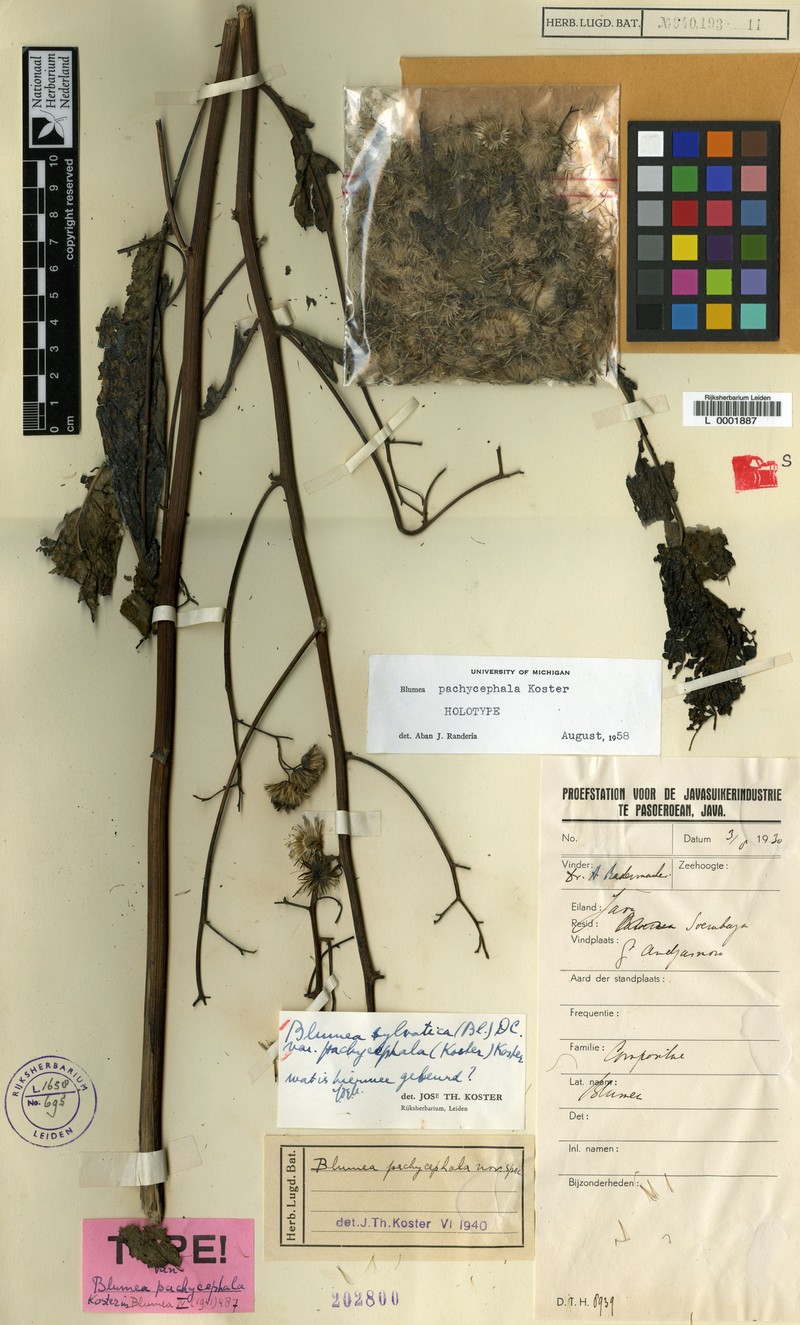Blumea sylvatica var. pachycephala