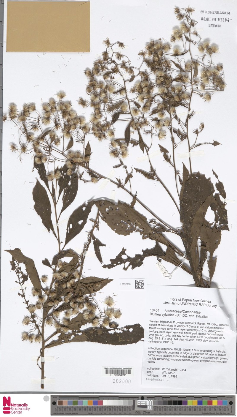 Blumea sylvatica var. sylvatica