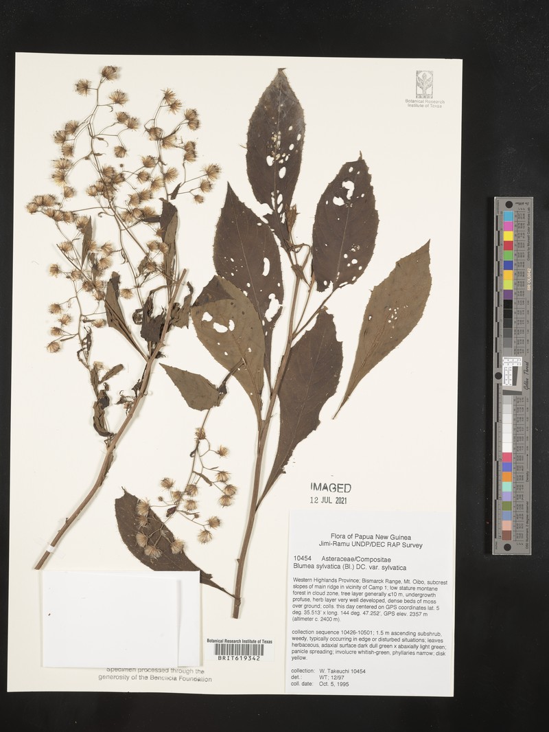 Blumea sylvatica var. sylvatica photo 2