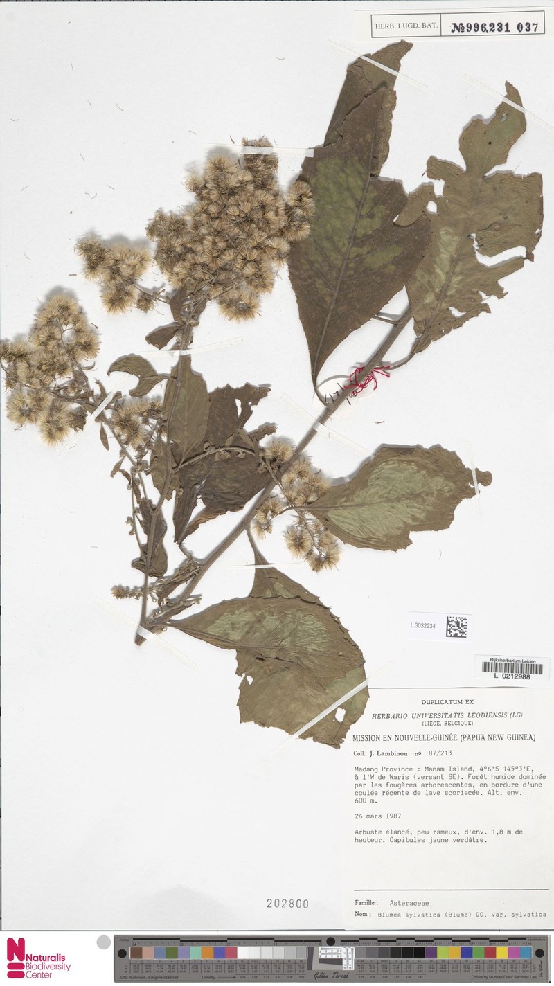 Blumea sylvatica var. sylvatica photo 3
