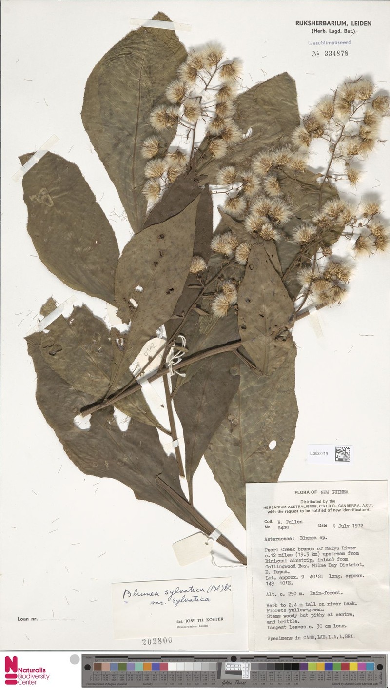 Blumea sylvatica var. sylvatica photo 4