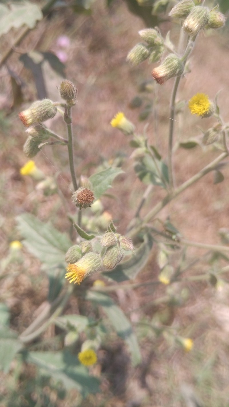 Blumea tenella