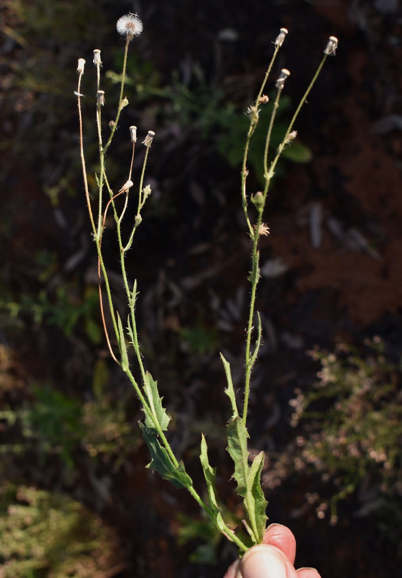 Blumea tenella photo 2