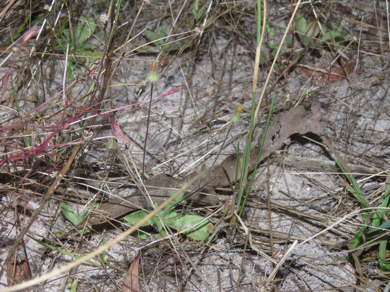 Blumea tenella photo 3