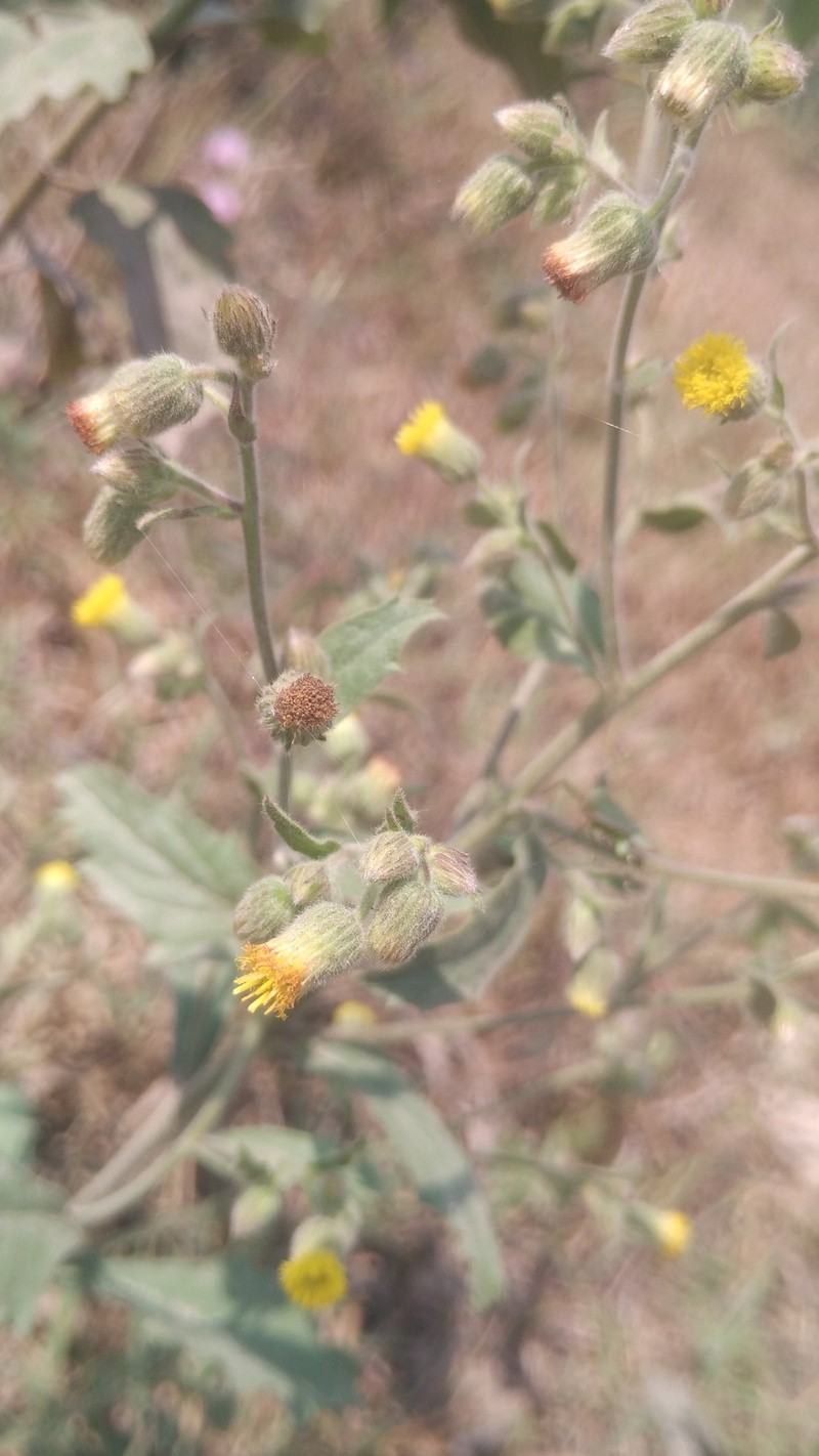 Blumea tenella photo 6