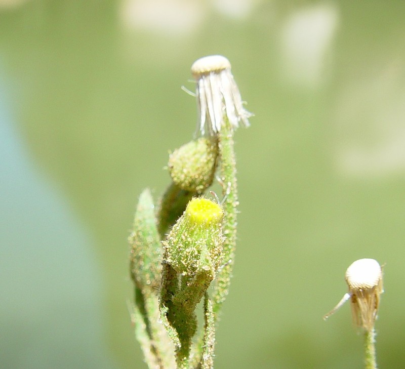 Blumea tenella photo 7