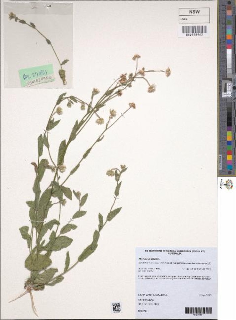 Blumea tenella photo 8