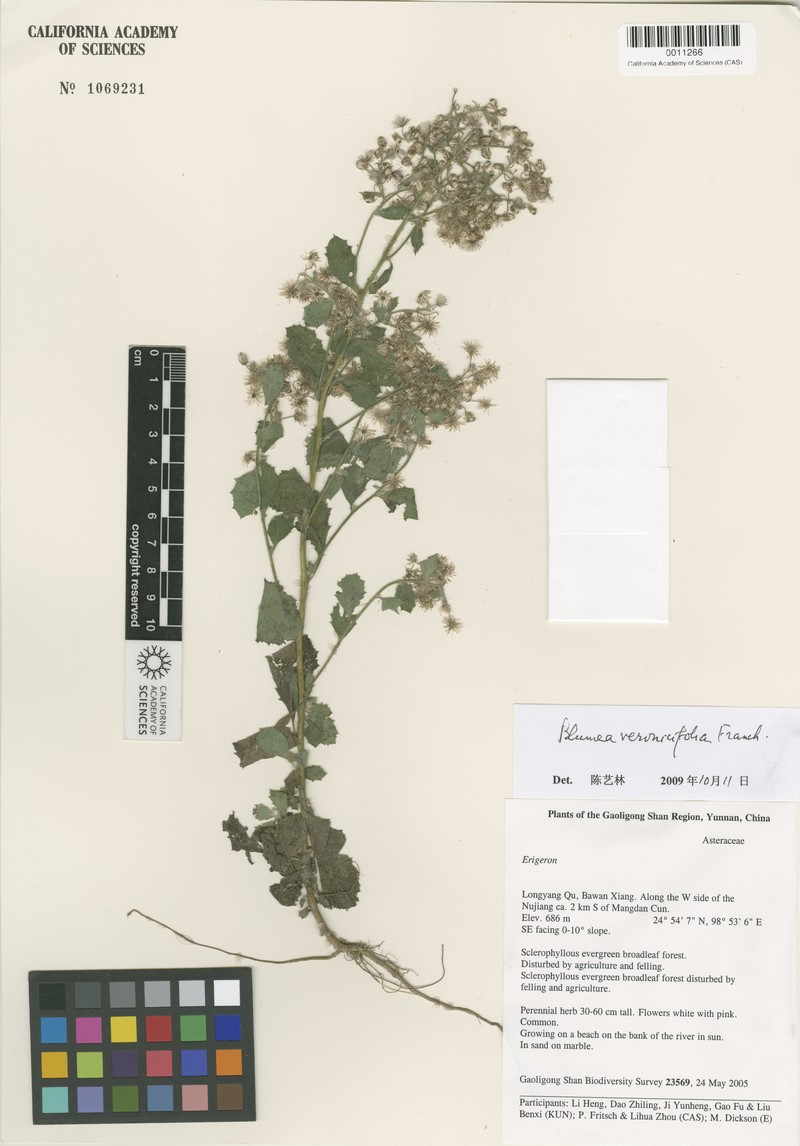 Blumea veronicifolia