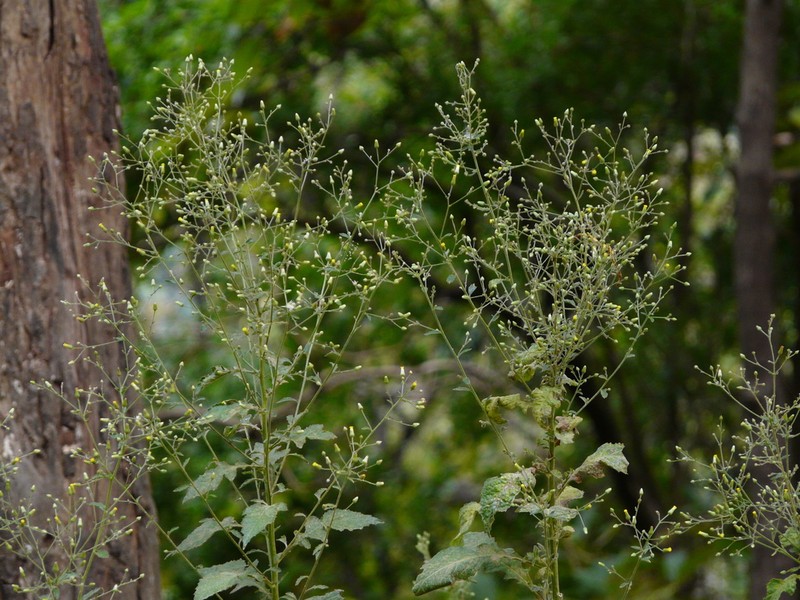 Blumea virens