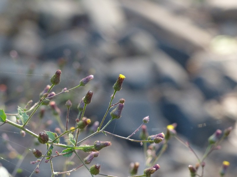 Blumea virens photo 2