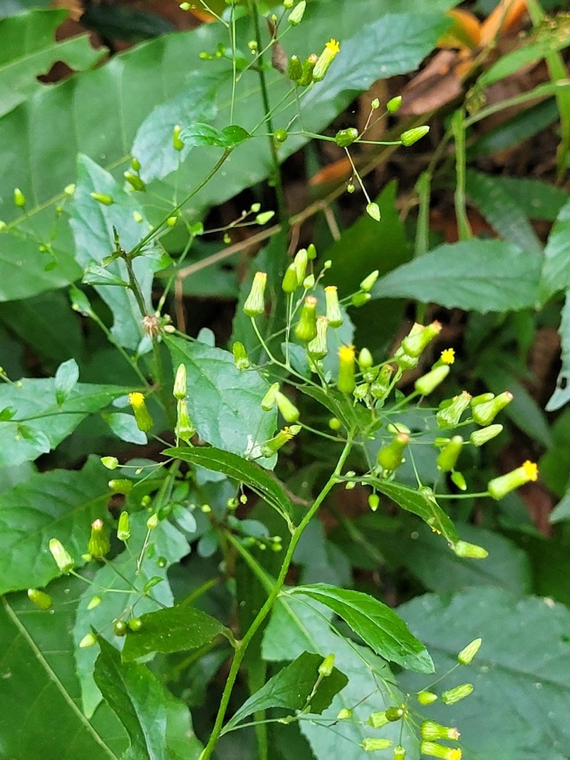 Blumea virens photo 3