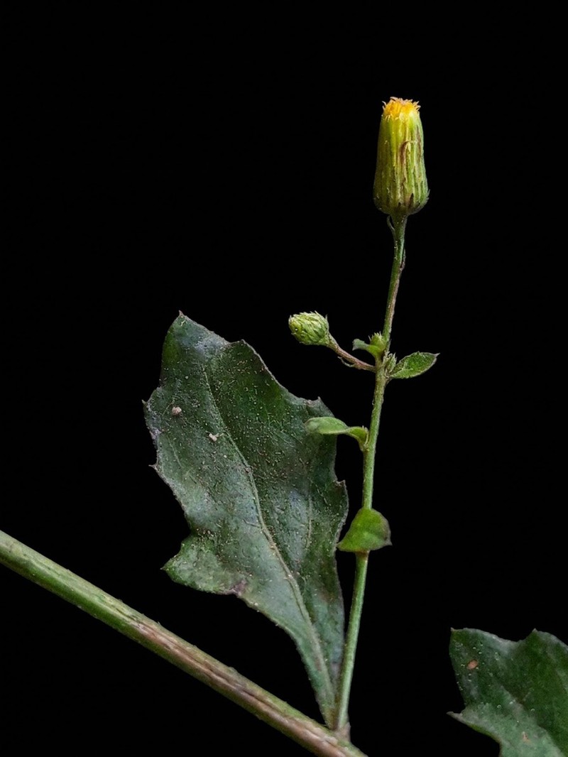 Blumea virens photo 4