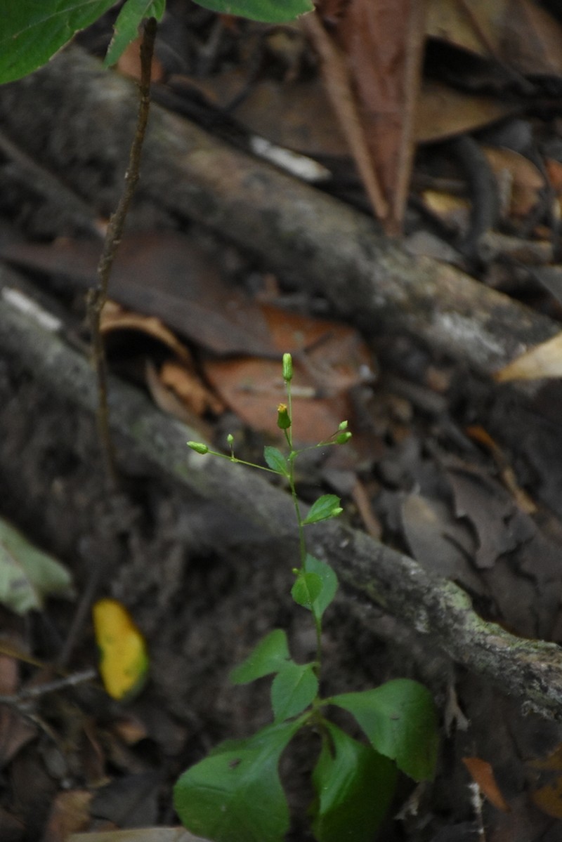 Blumea virens photo 5