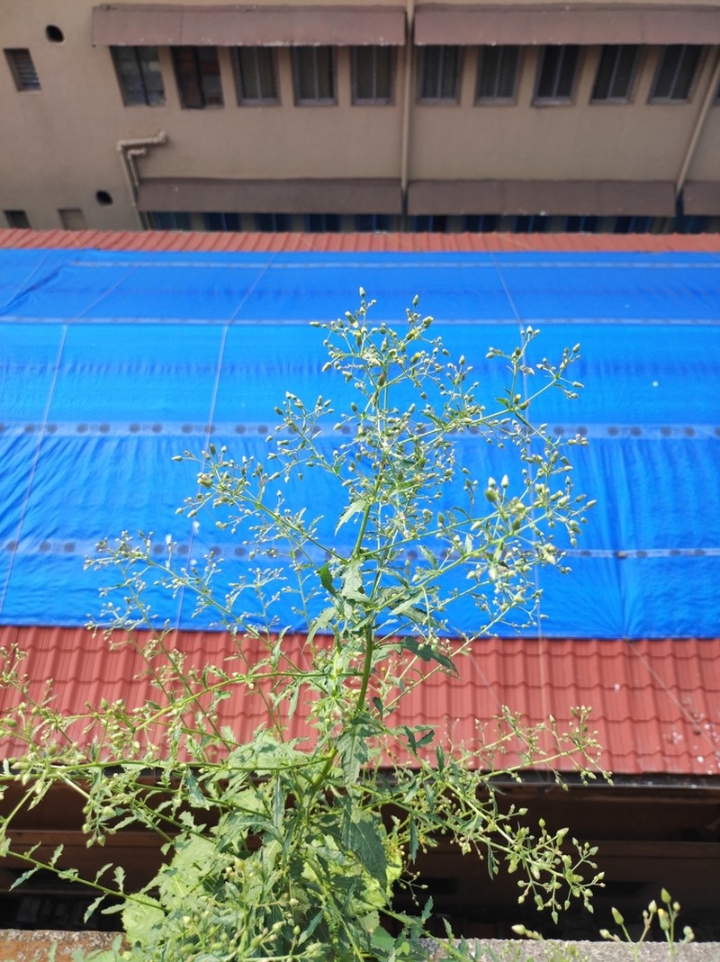 Blumea virens photo 6