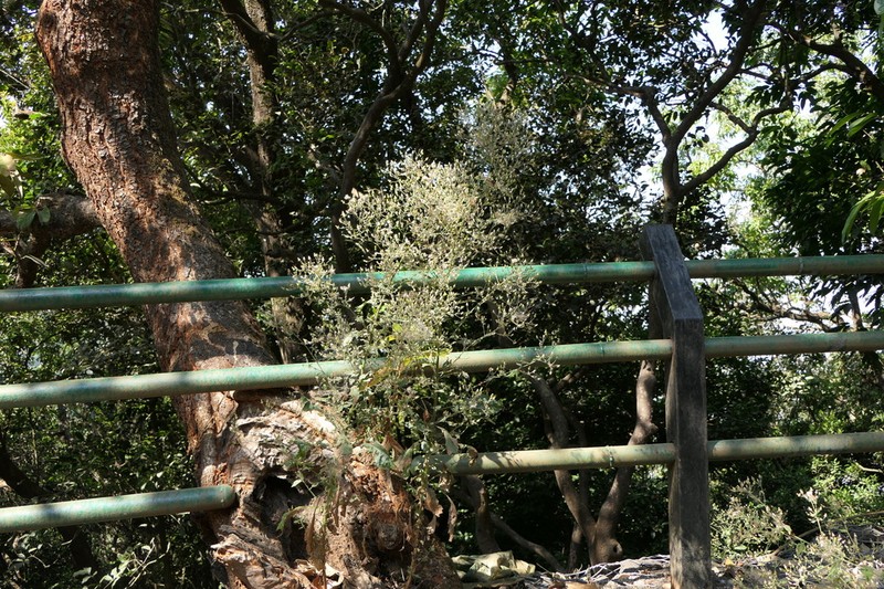 Blumea virens photo 7
