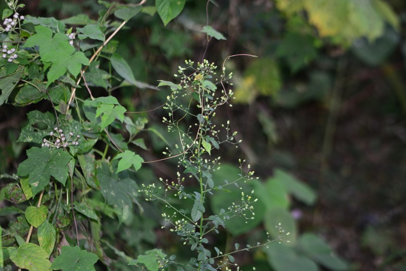 Blumea virens photo 8