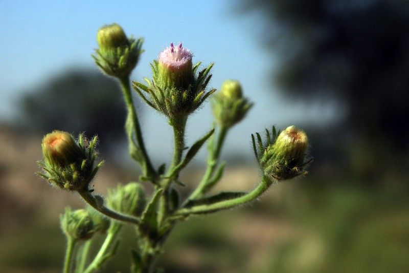 Clammy False Oxtongue