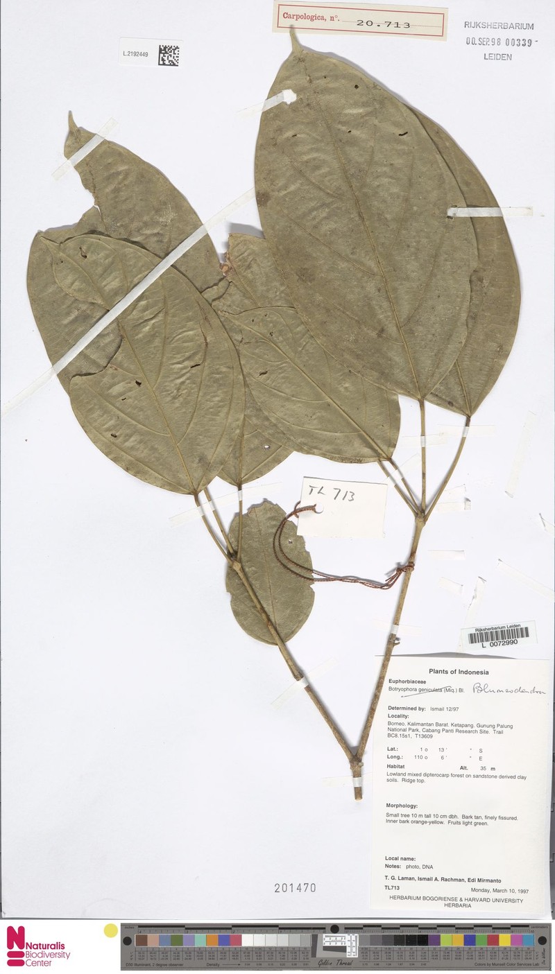 Blumeodendron borneense