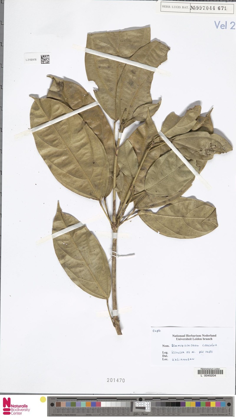 Blumeodendron borneense photo 2