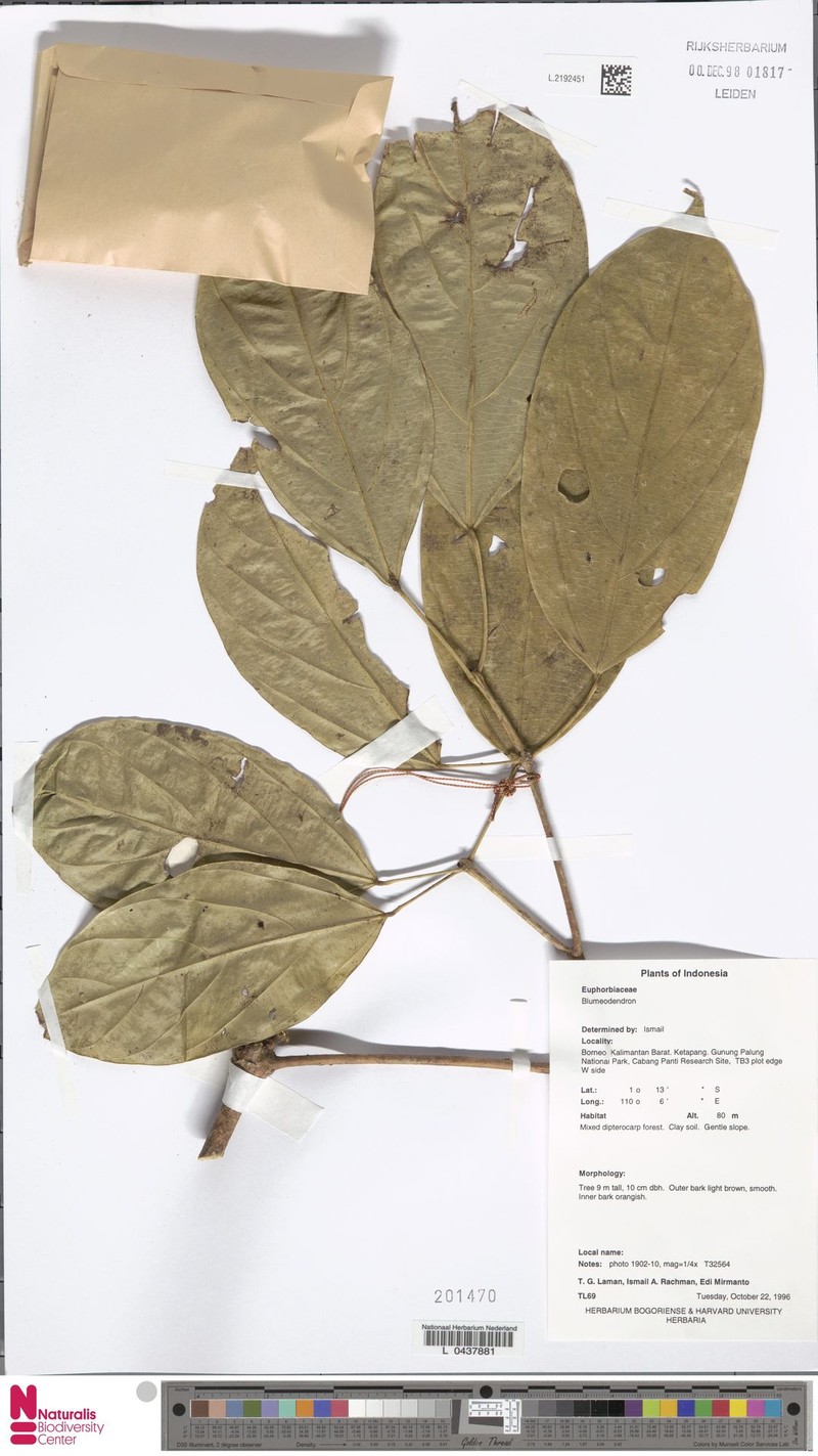 Blumeodendron borneense photo 3