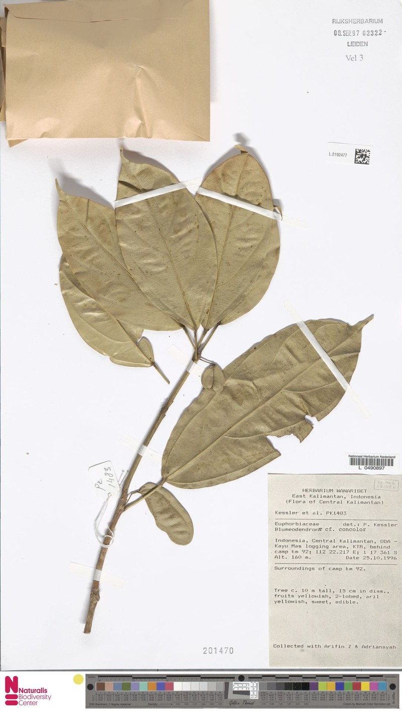 Blumeodendron borneense photo 4