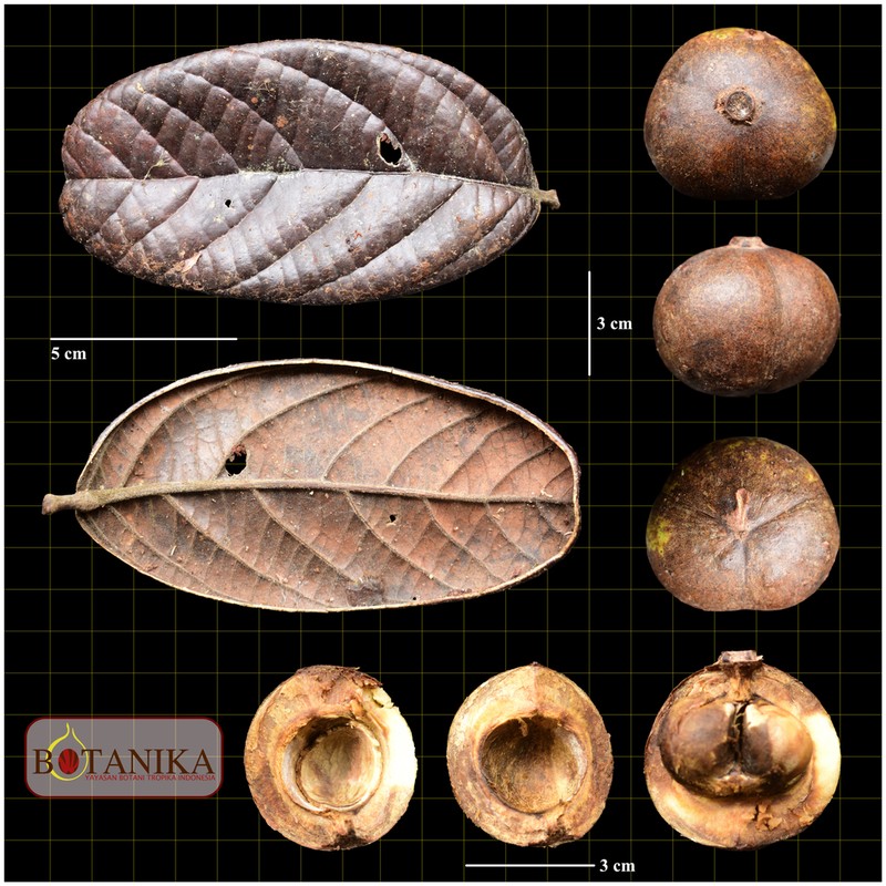 Blumeodendron bullatum