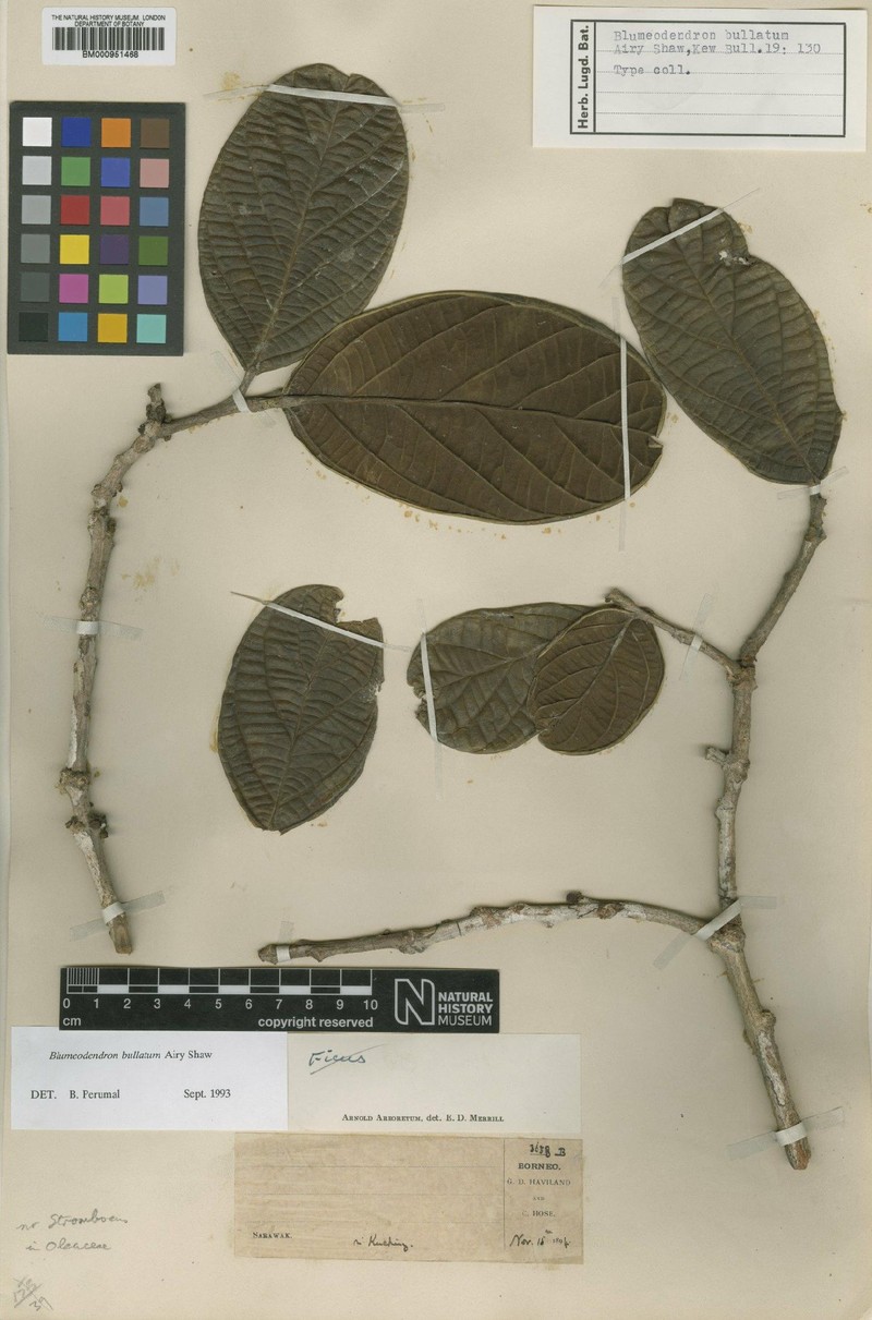 Blumeodendron bullatum photo 2