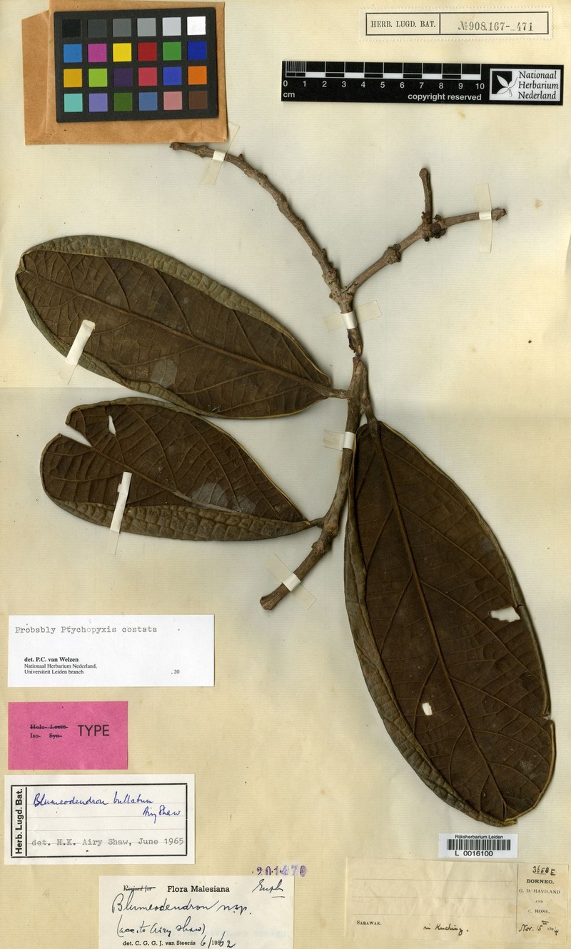 Blumeodendron bullatum photo 3