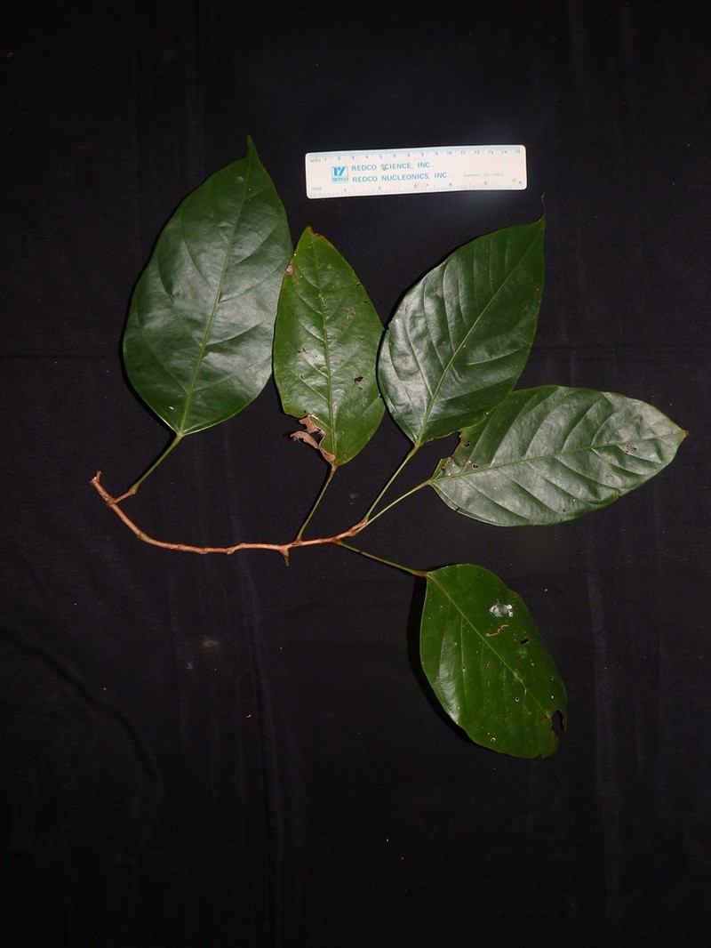 Blumeodendron endocarpum