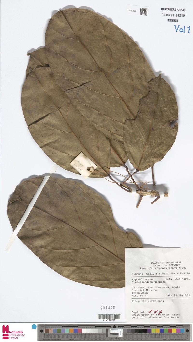 Blumeodendron endocarpum photo 2