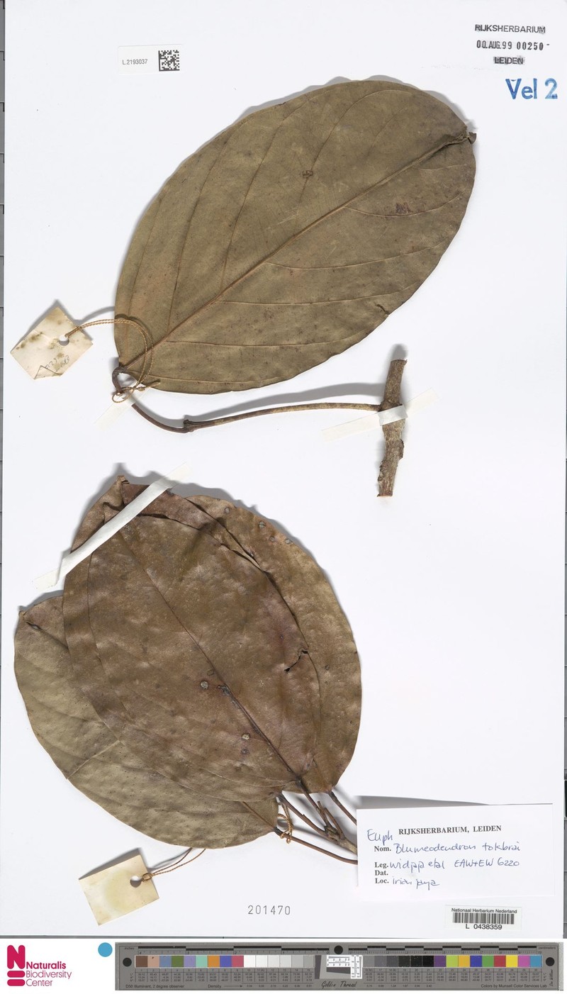 Blumeodendron endocarpum photo 3