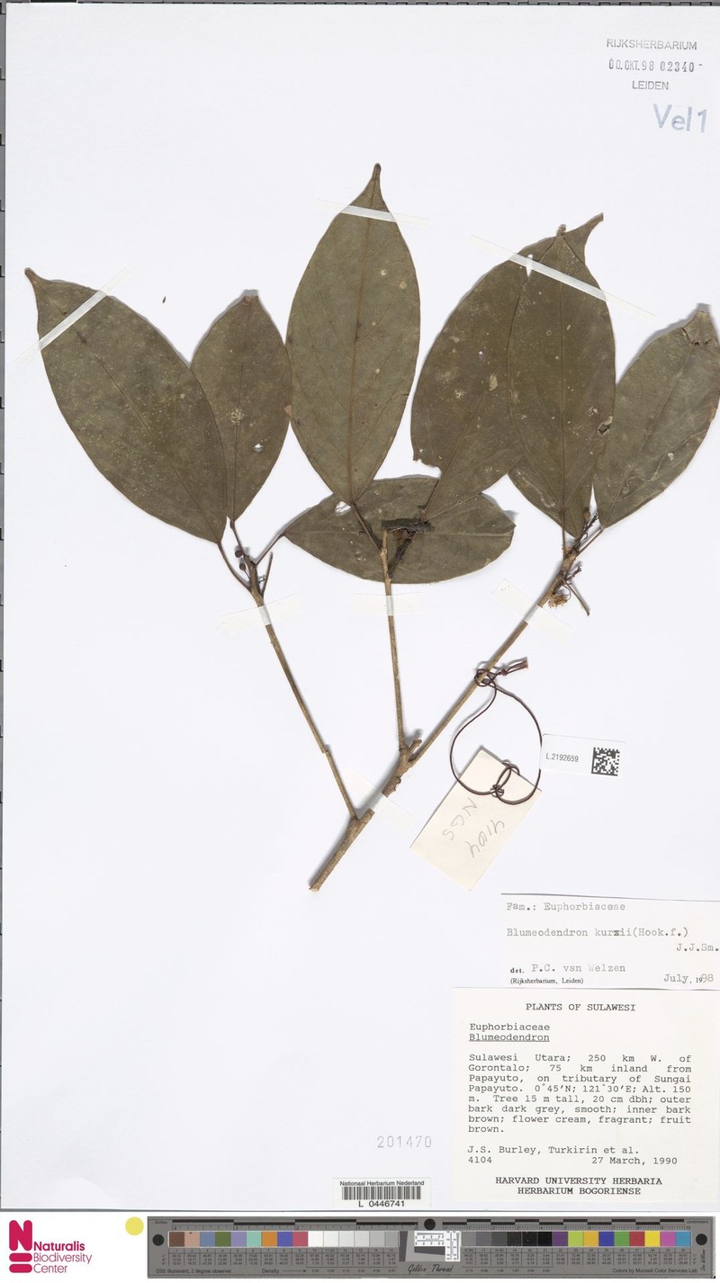 Blumeodendron endocarpum photo 4