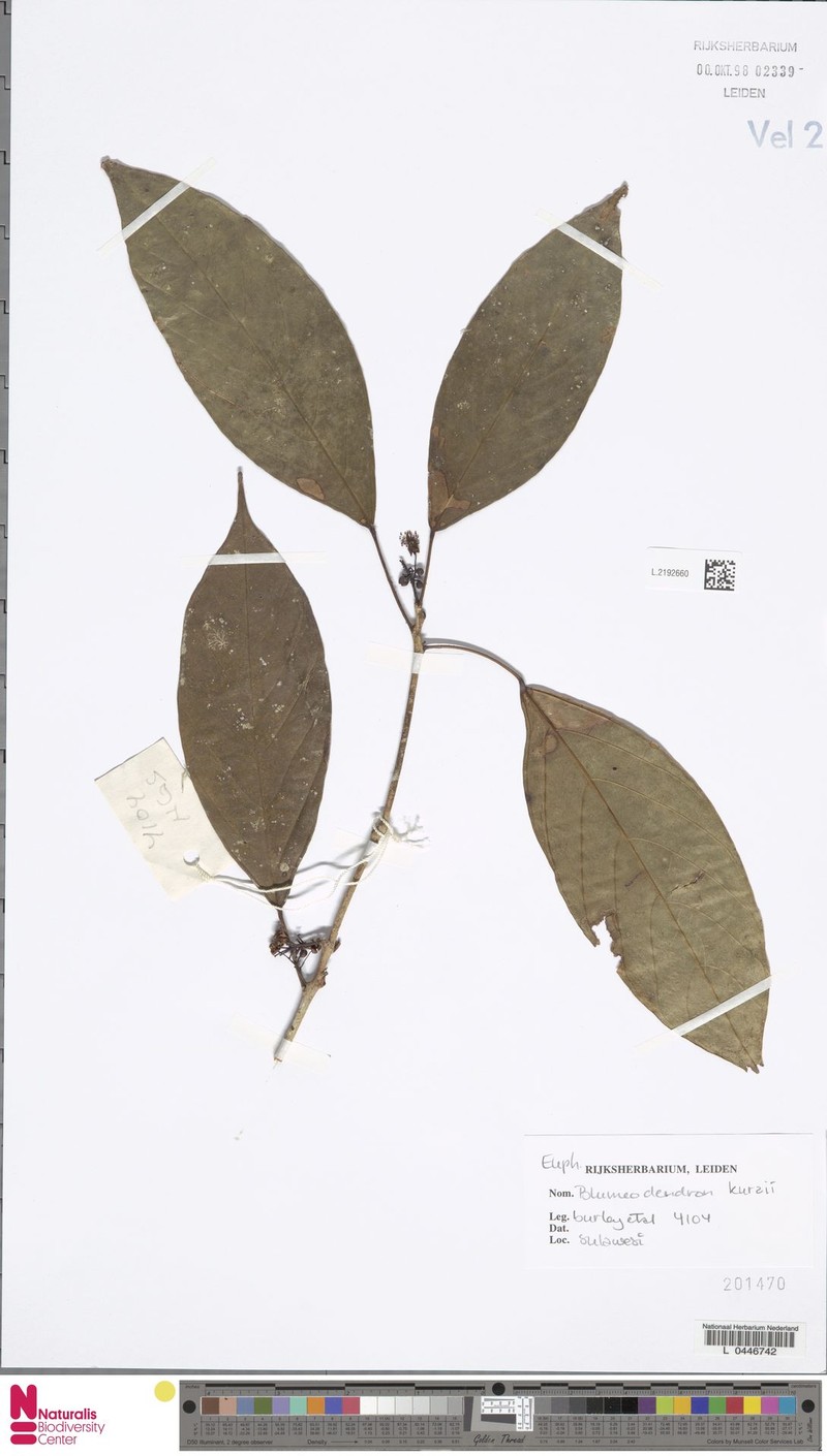 Blumeodendron endocarpum photo 5