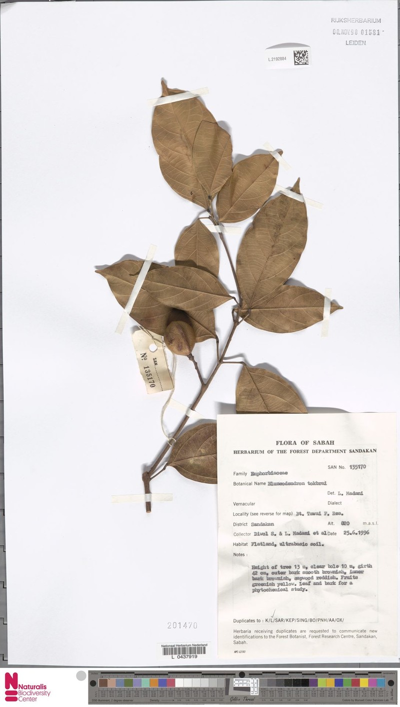Blumeodendron gesinus