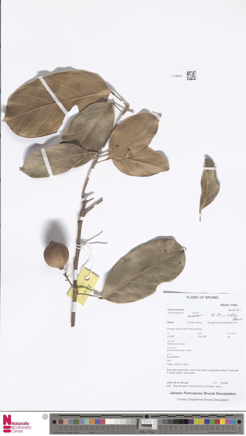 Blumeodendron gesinus photo 2