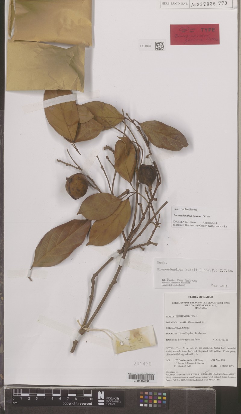 Blumeodendron gesinus photo 3