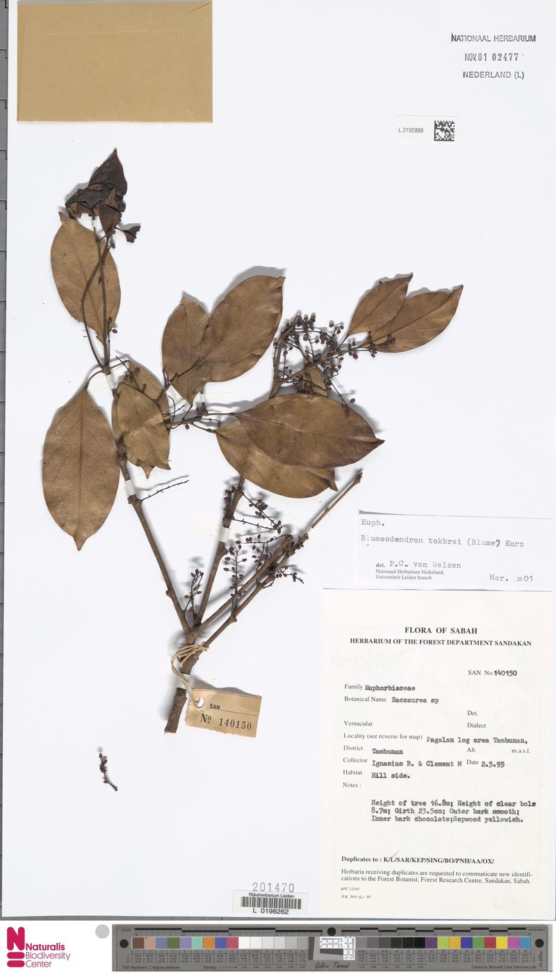 Blumeodendron gesinus photo 4