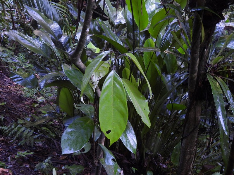 Blumeodendron kurzii