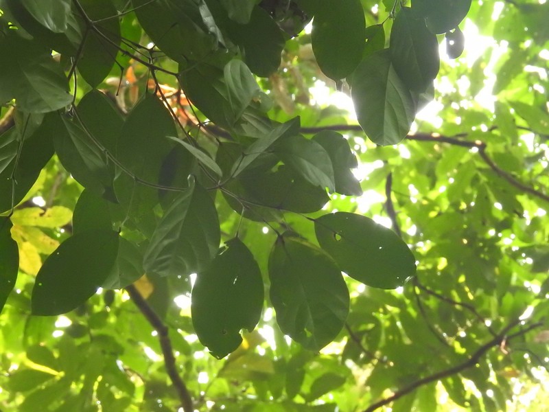 Blumeodendron kurzii photo 3