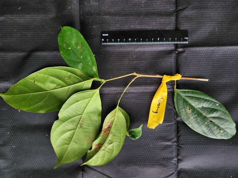 Blumeodendron kurzii photo 4