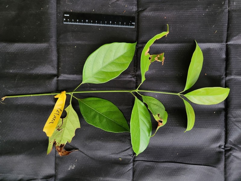 Blumeodendron kurzii photo 5