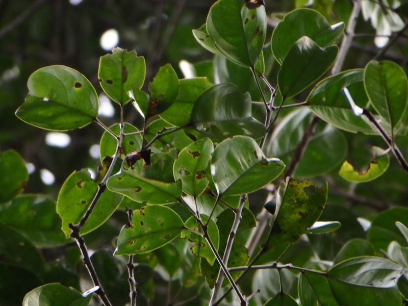 Blumeodendron kurzii photo 6