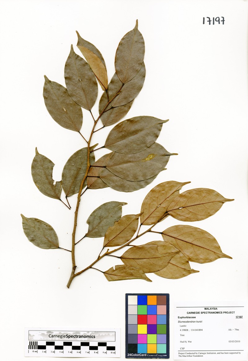 Blumeodendron kurzii photo 7
