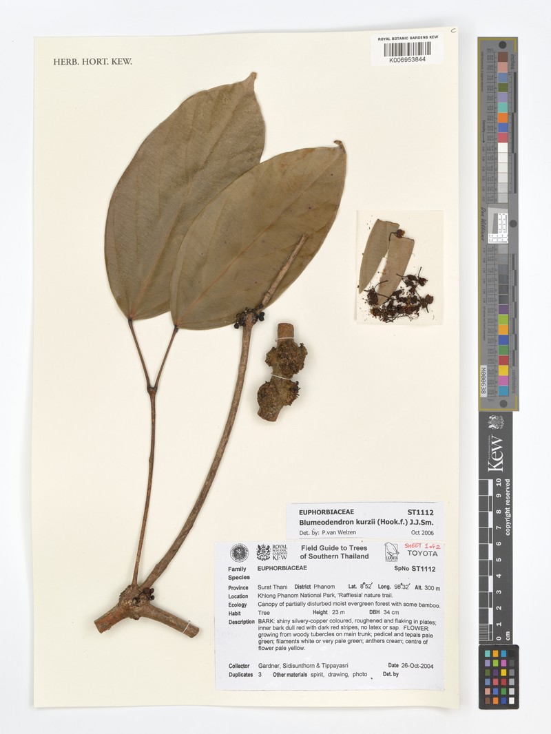 Blumeodendron kurzii photo 8