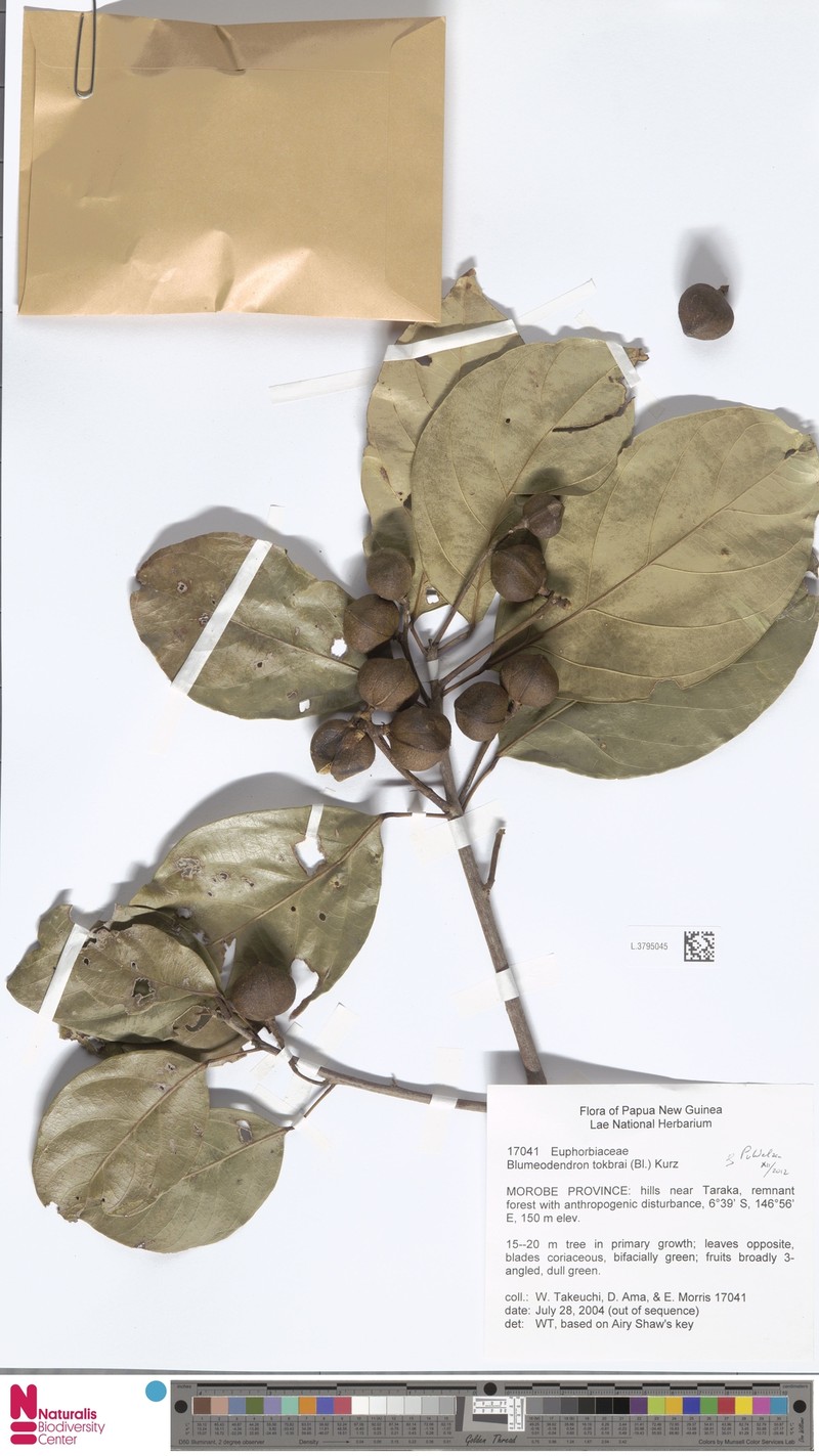 Blumeodendron papuanum